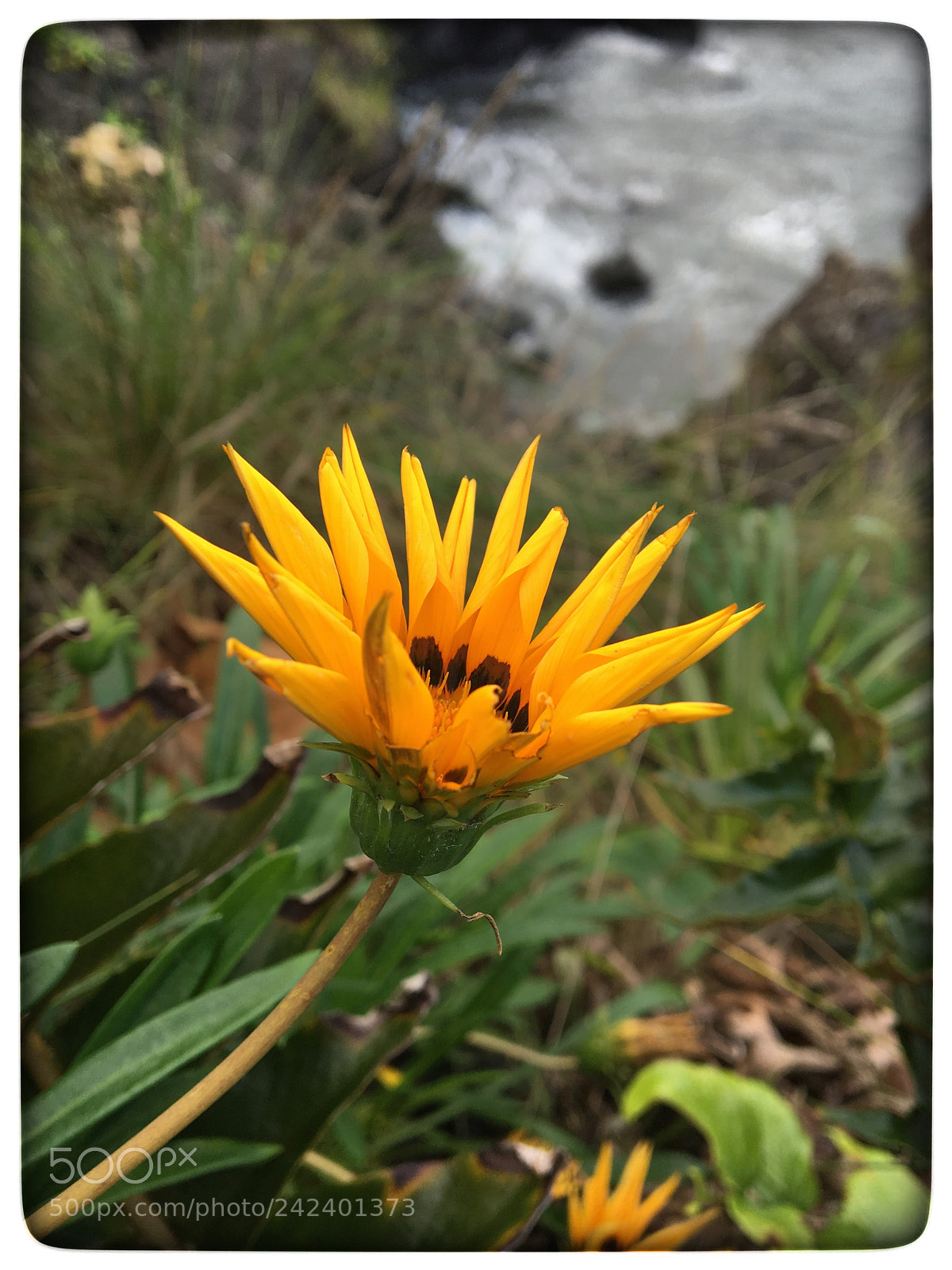 Apple iPhone 6s sample photo. Untitled photography