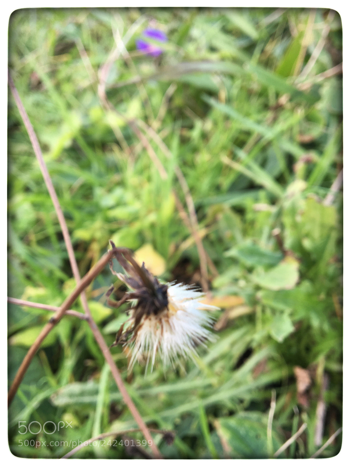 Apple iPhone 6s sample photo. Untitled photography