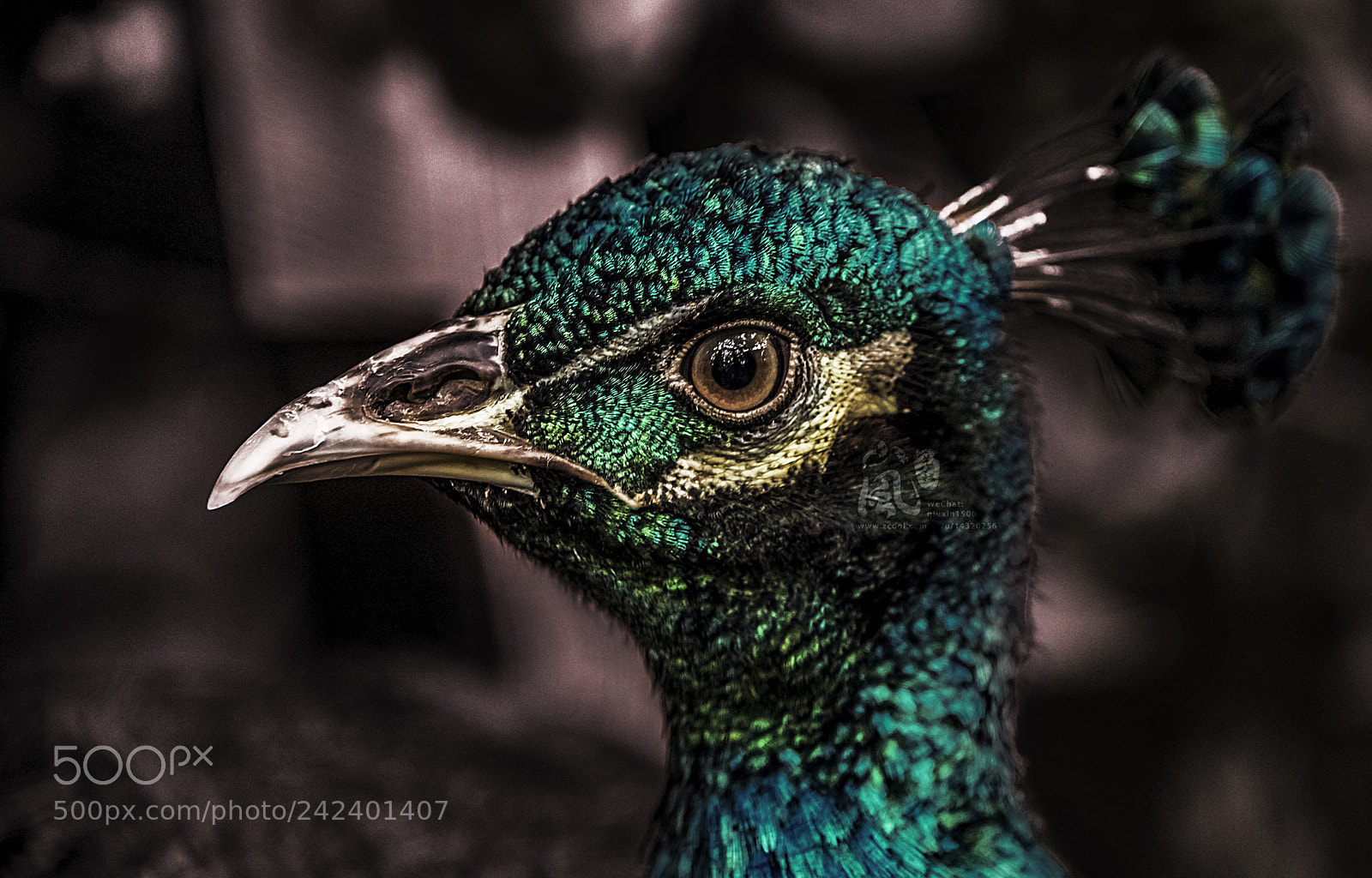 Nikon D810 sample photo. Bronzy peacock photography