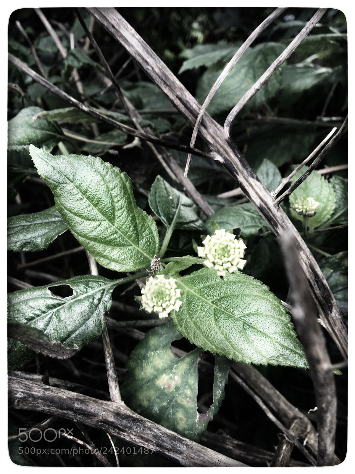 Apple iPhone 6s sample photo. Untitled photography