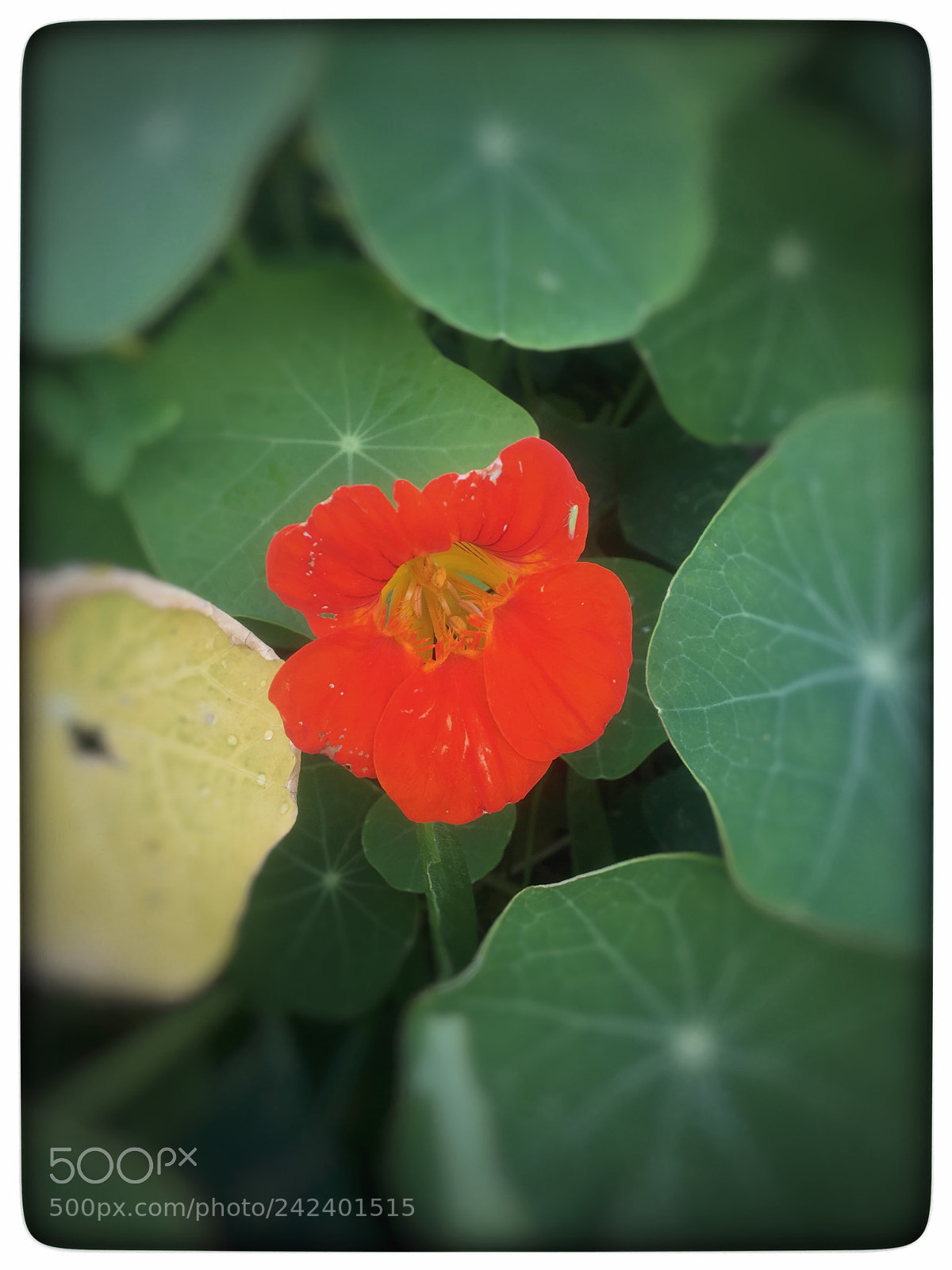 Apple iPhone 6s sample photo. Untitled photography
