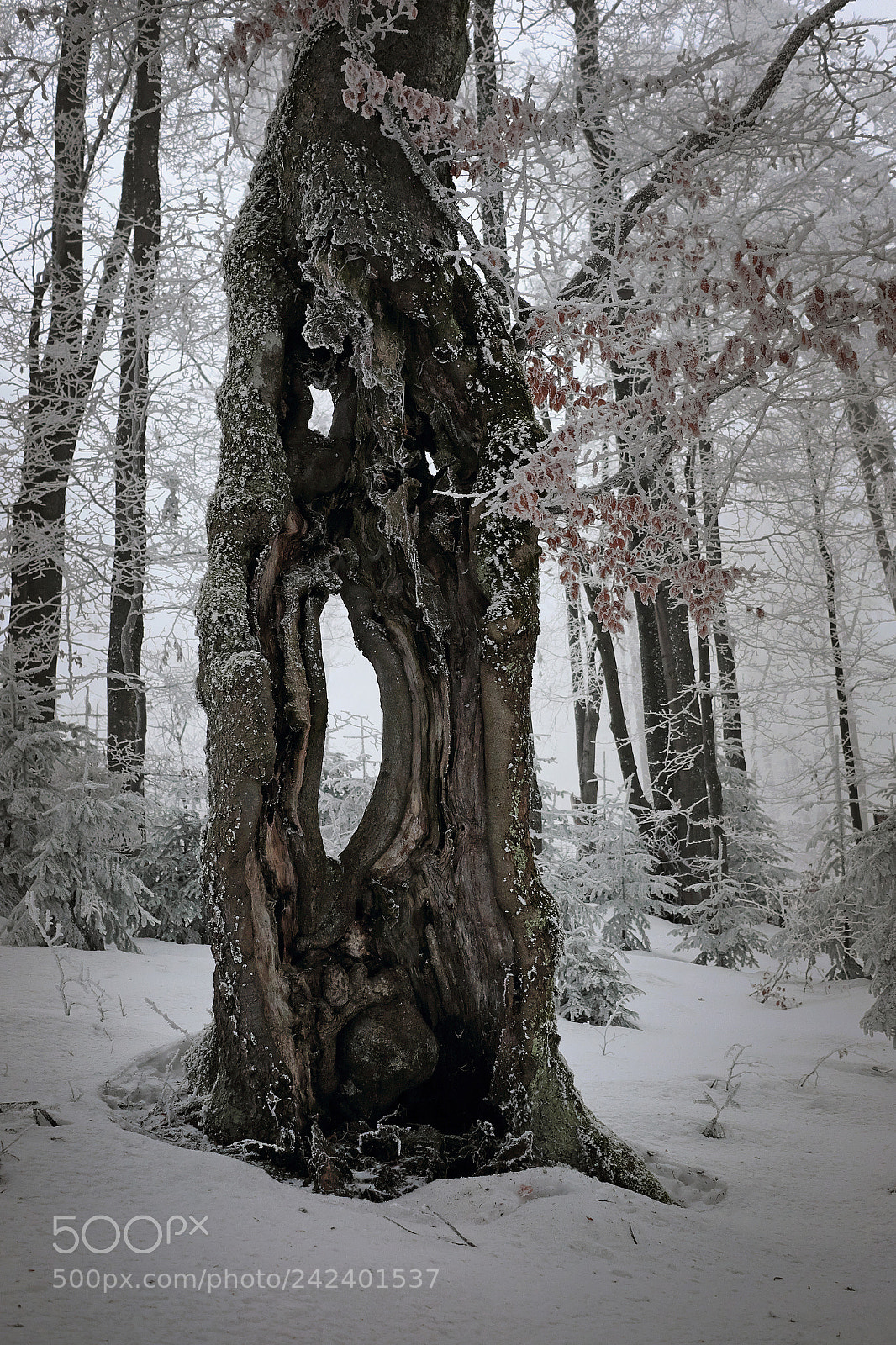 Fujifilm X-T10 sample photo. Scream photography
