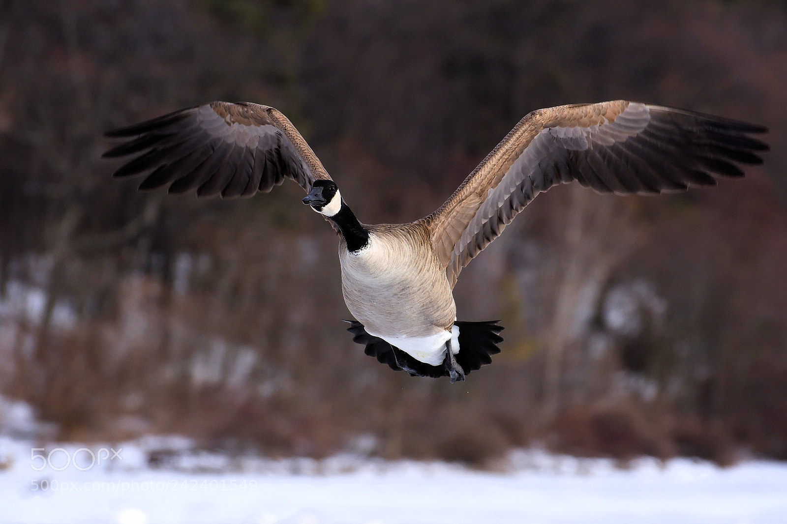 Nikon D7200 sample photo. Goose up! photography