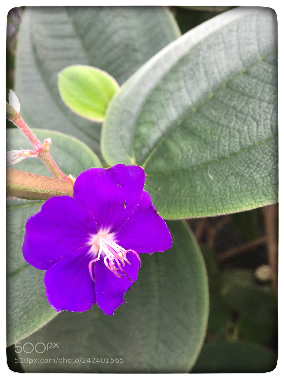 Apple iPhone 6s sample photo. Untitled photography