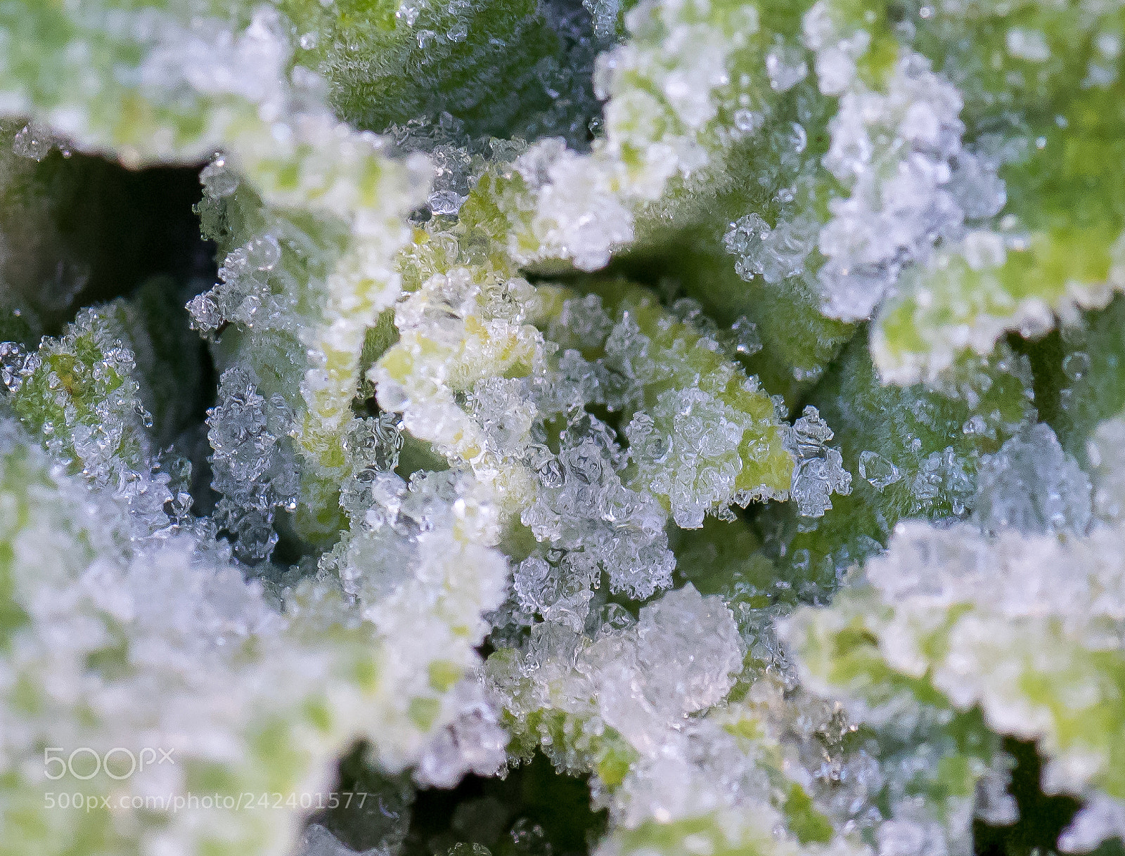 Nikon D810 sample photo. Frosty photography