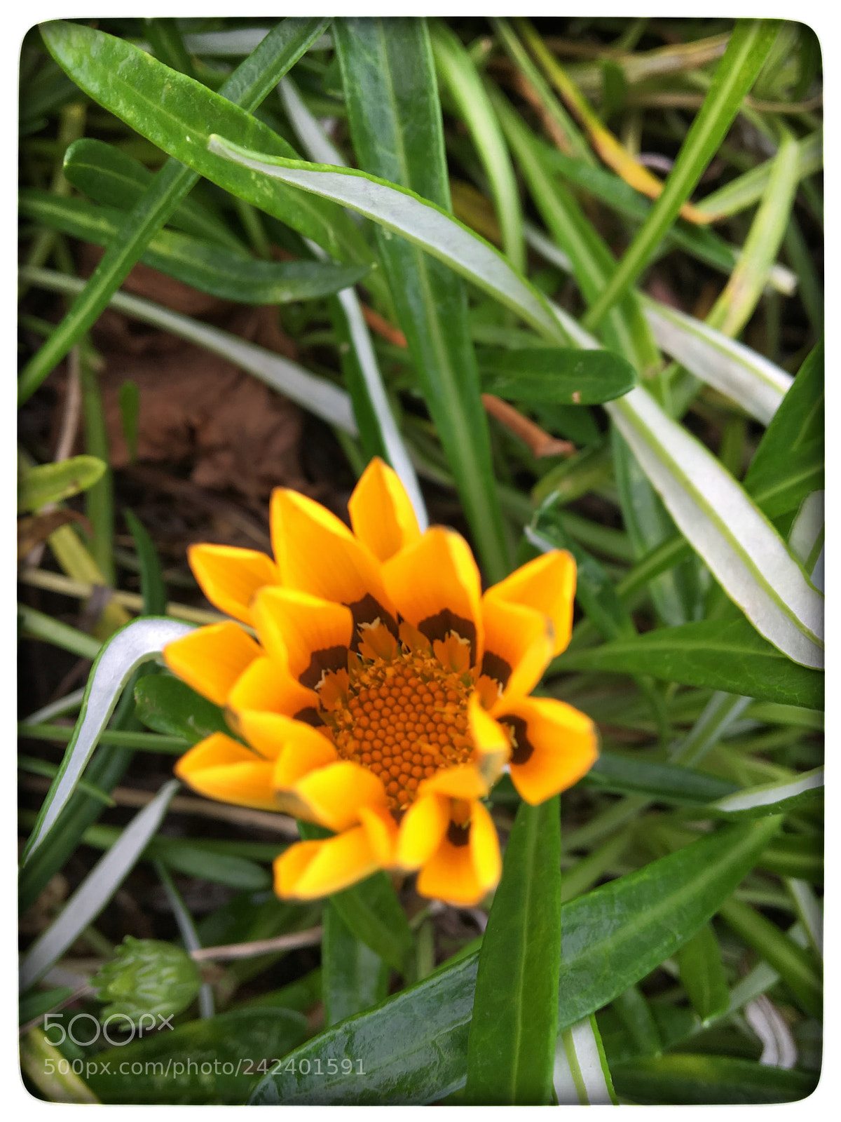 Apple iPhone 6s sample photo. Untitled photography