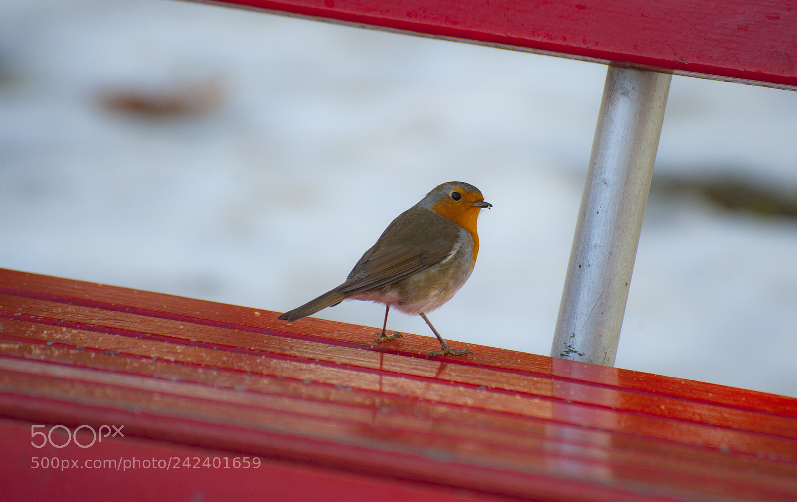 Nikon D700 sample photo. Robin with no hood photography