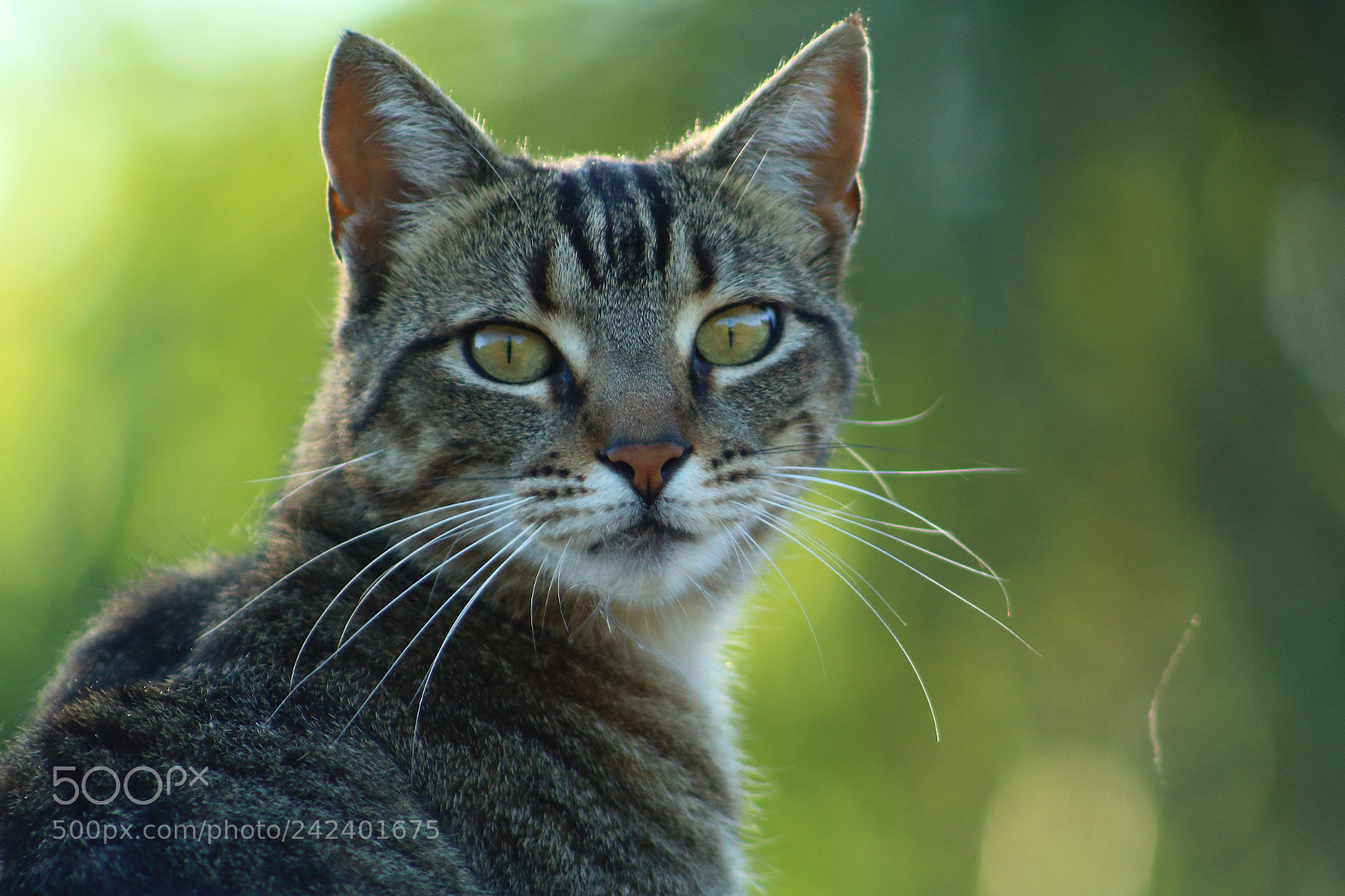 Canon EOS 1300D (EOS Rebel T6 / EOS Kiss X80) + EF75-300mm f/4-5.6 sample photo. . photography