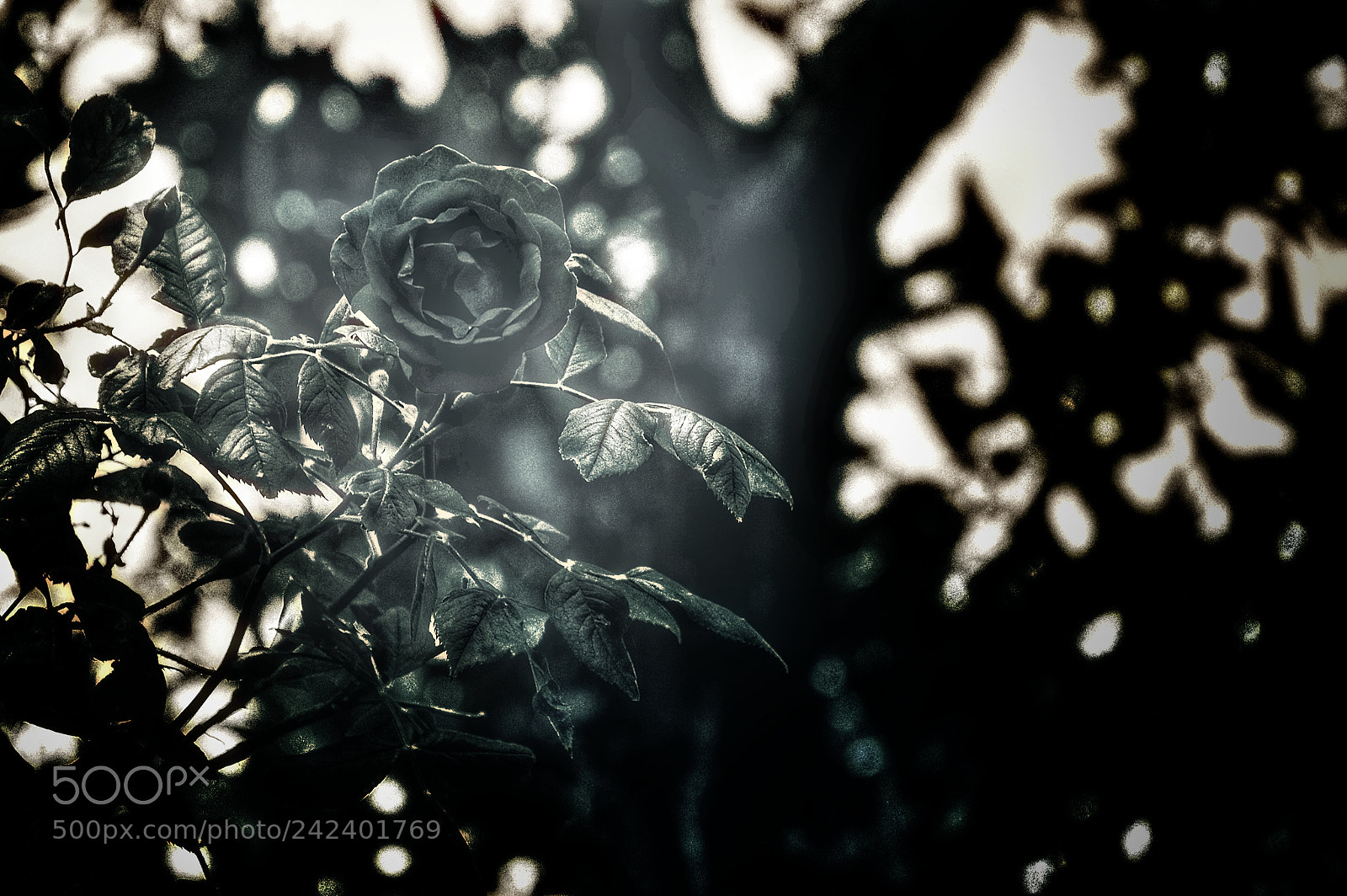 Nikon D7200 sample photo. Untitled photography