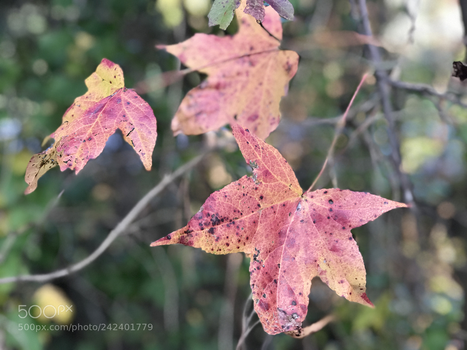 Apple iPhone 7 Plus sample photo. Fall photography