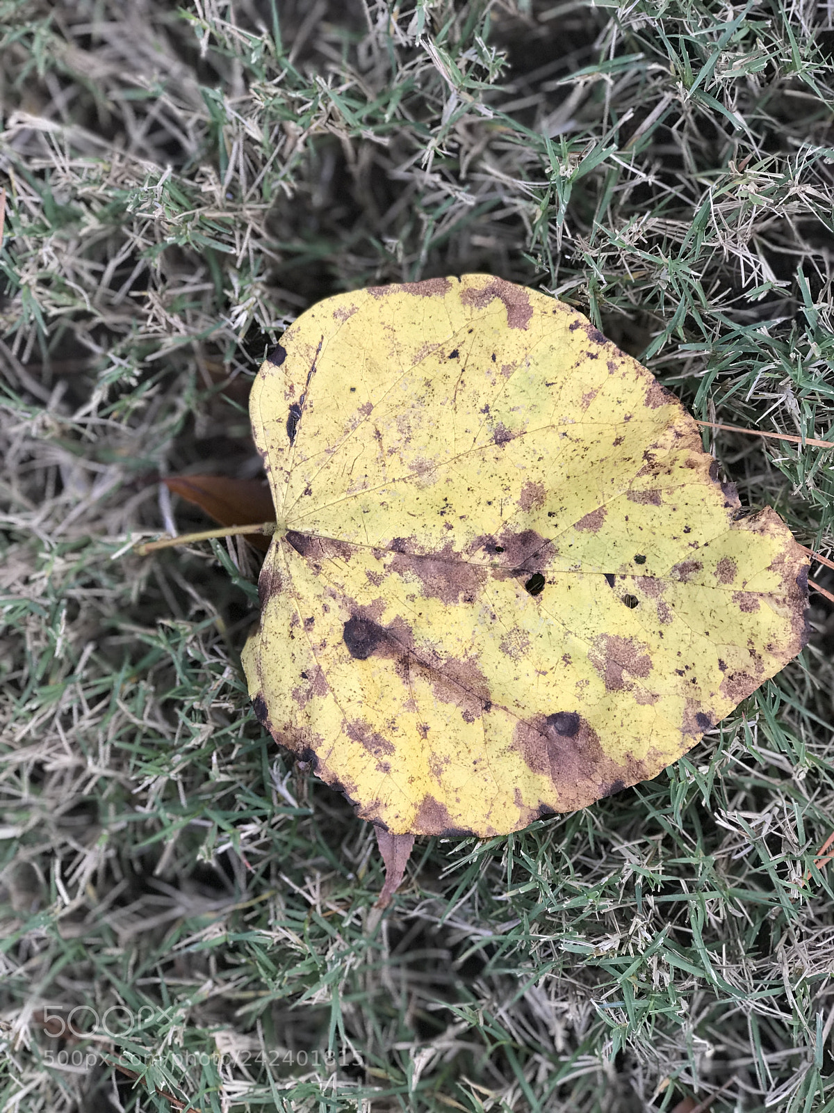 Apple iPhone 7 Plus sample photo. Yellow photography