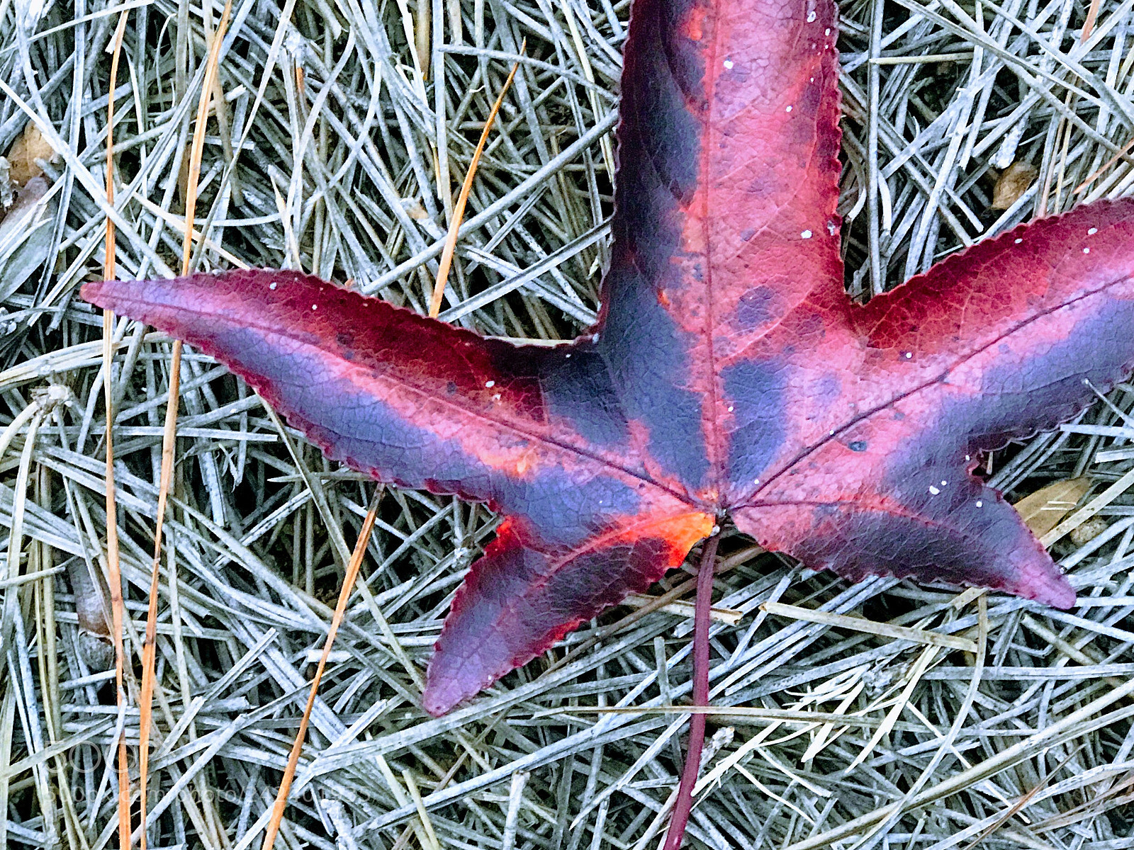 Apple iPhone 7 Plus sample photo. Fiery folio photography