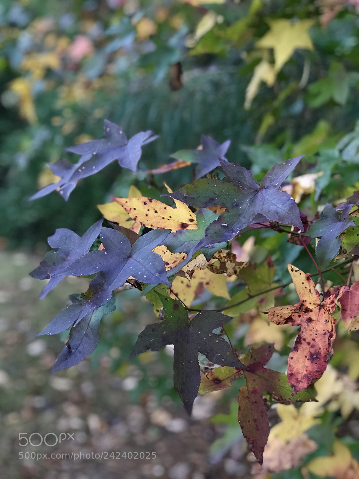 Apple iPhone 7 Plus sample photo. Fall beauty photography