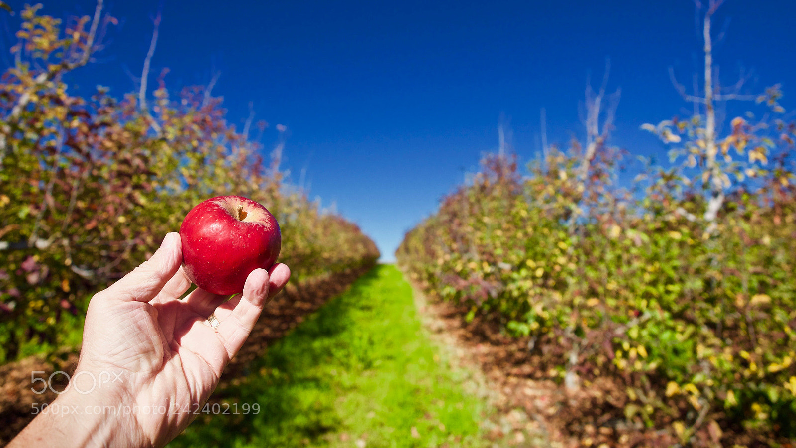 Olympus OM-D E-M5 sample photo. "an apple a day" photography