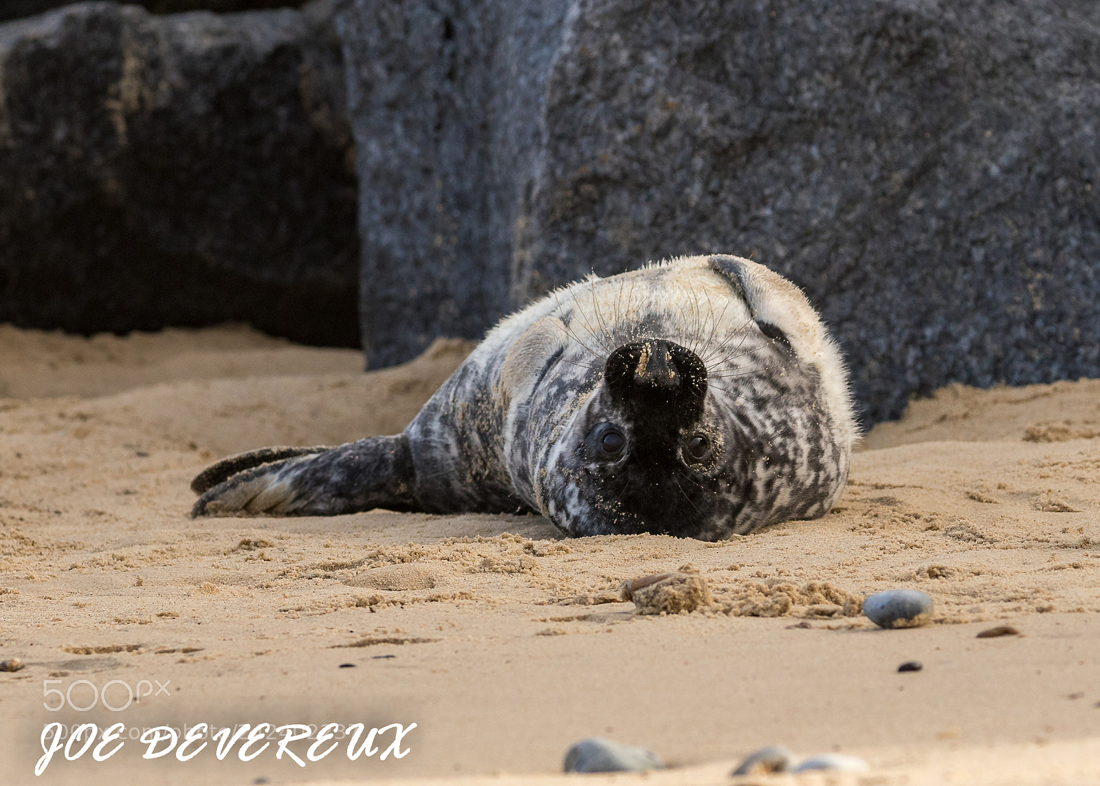 Canon EOS 7D Mark II sample photo. Seal pup taken at photography