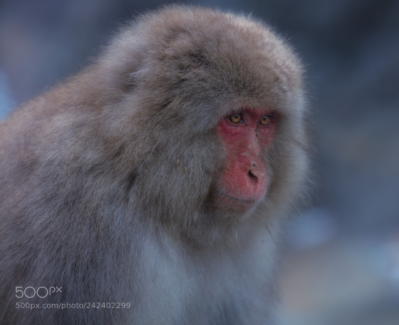 Canon EOS 5DS sample photo. Edit photography