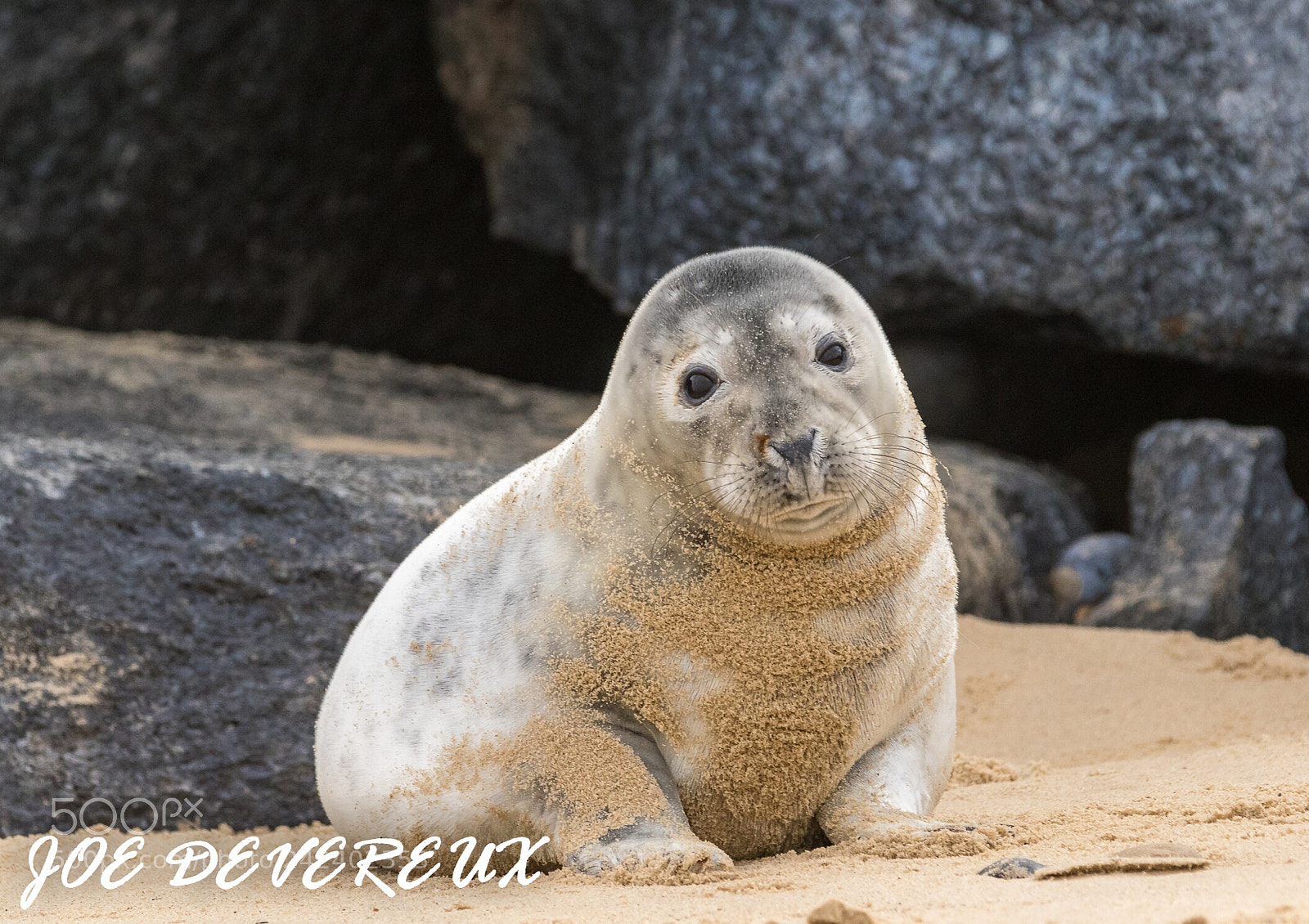 Canon EOS 7D Mark II sample photo. Seal pups at winterton photography