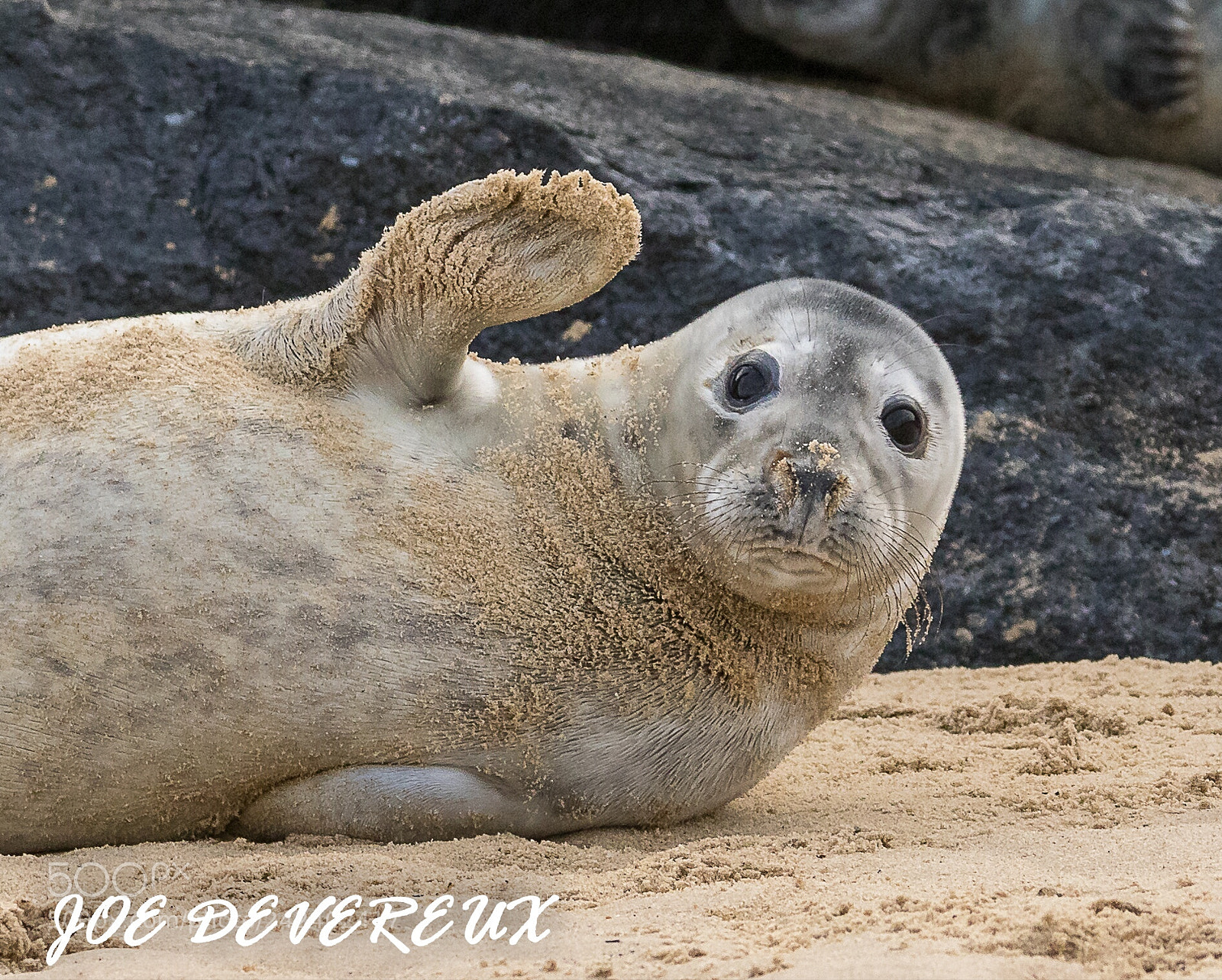 Canon EOS 7D Mark II sample photo. Seal pup taken at photography