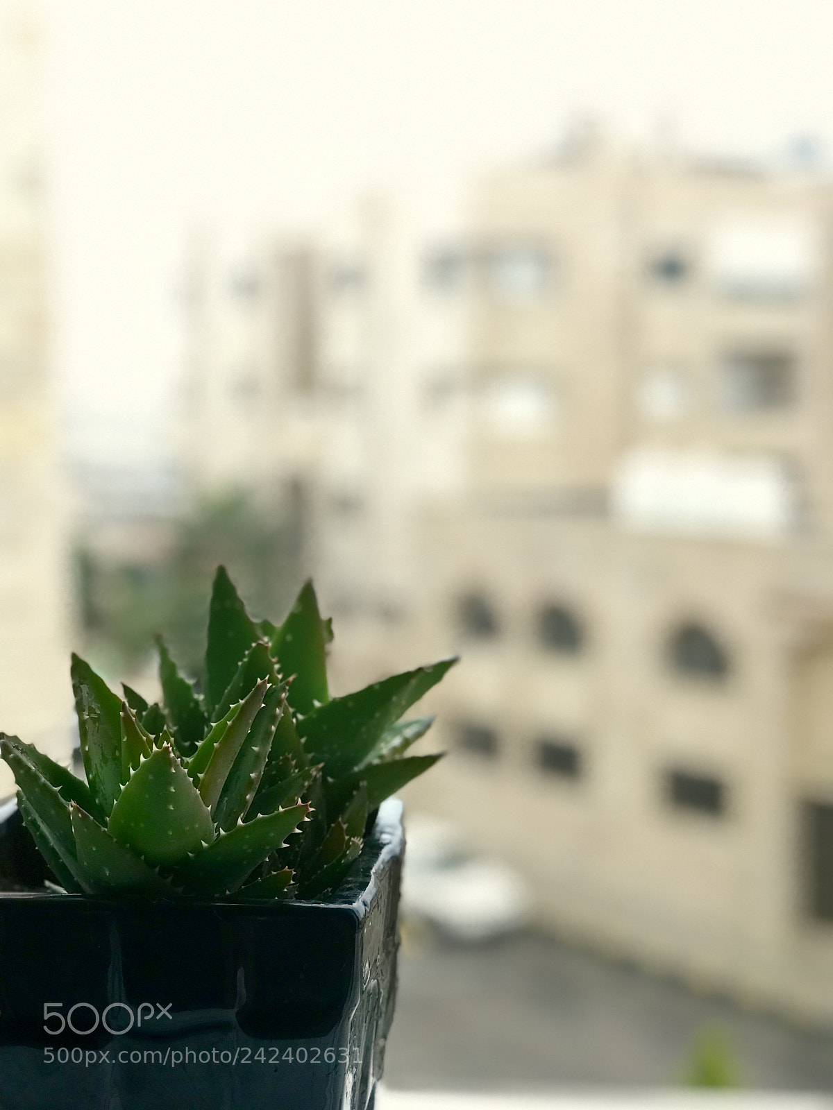 Apple iPhone 7 Plus sample photo. Untitled photography