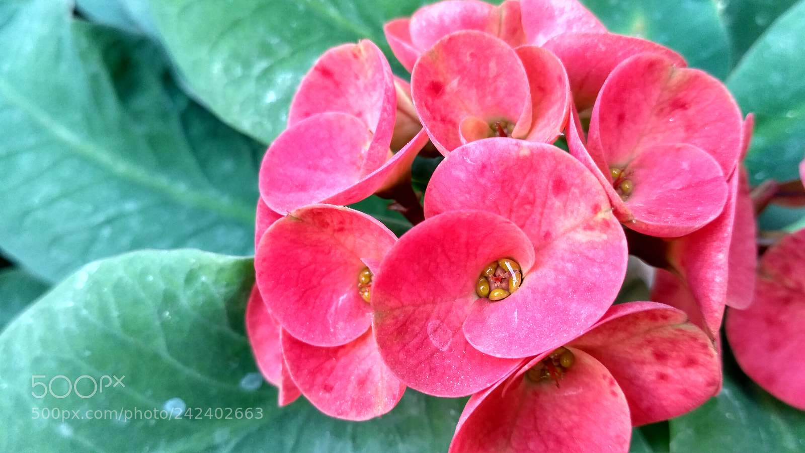 Xiaomi Redmi 3S sample photo. Group photography