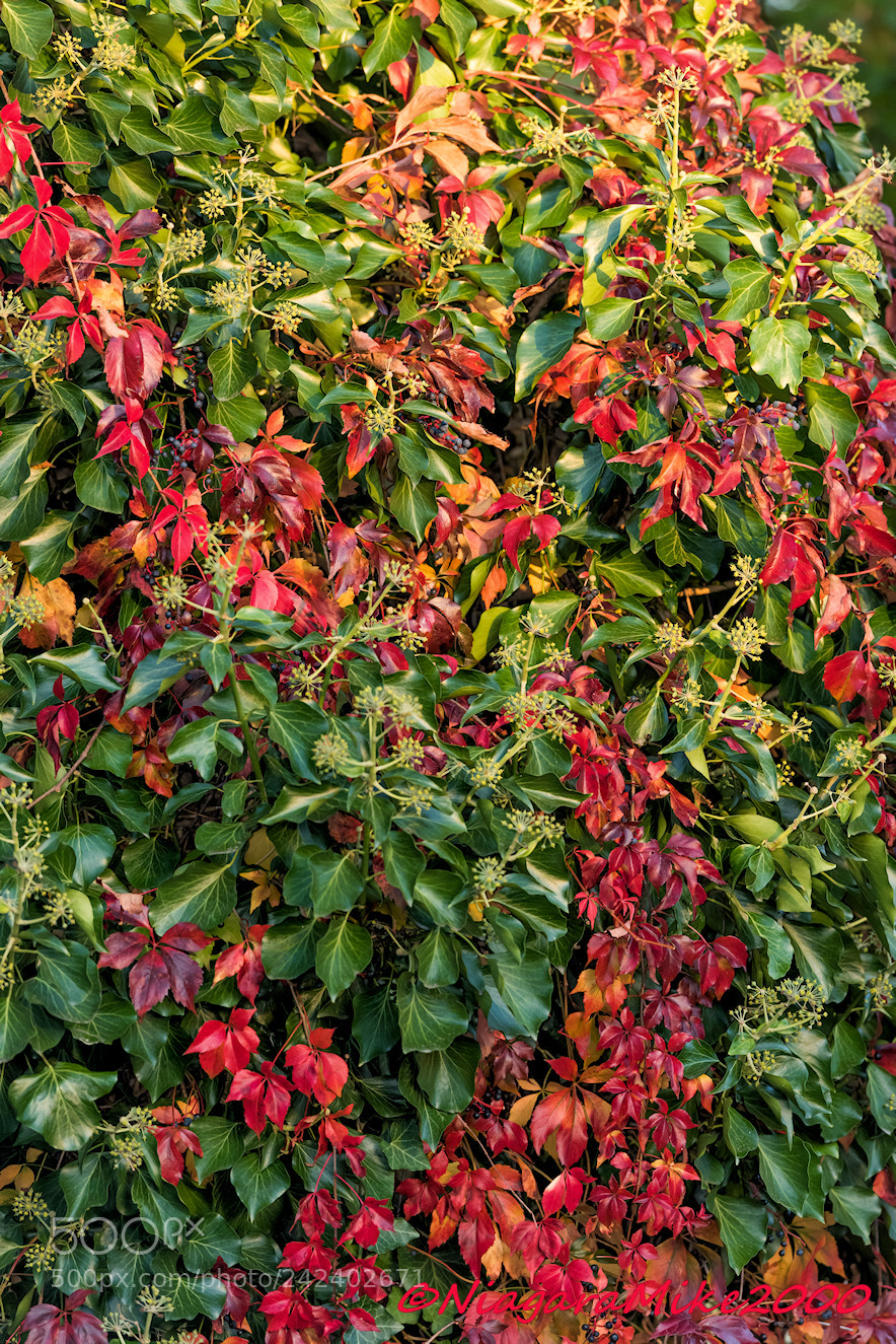 Nikon D810 sample photo. Evergreen.... or deciduous. photography