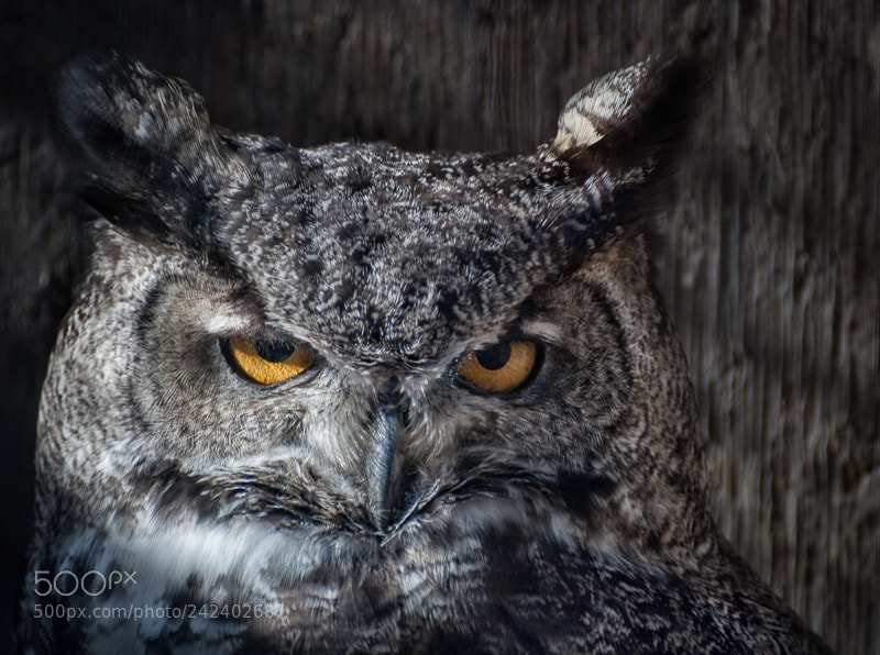 Nikon D80 sample photo. Great horned owl photography