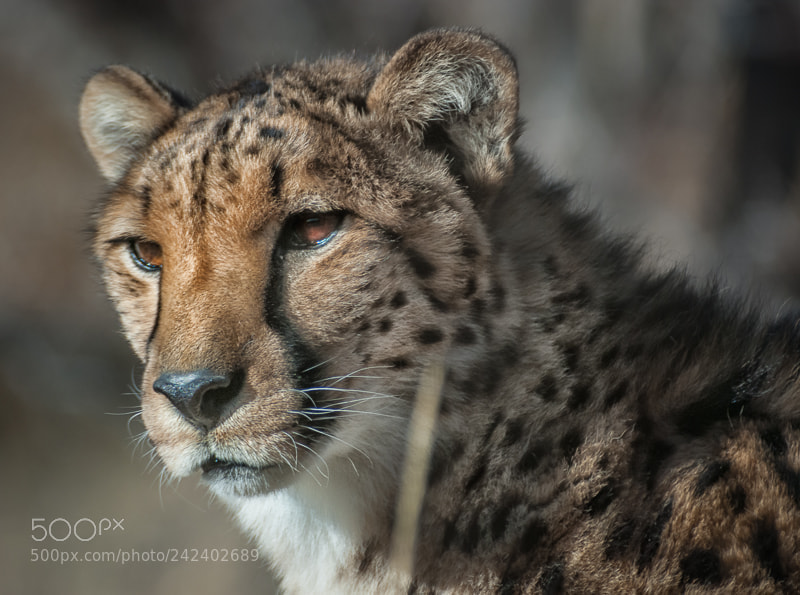 Nikon D80 sample photo. Cheetah photography