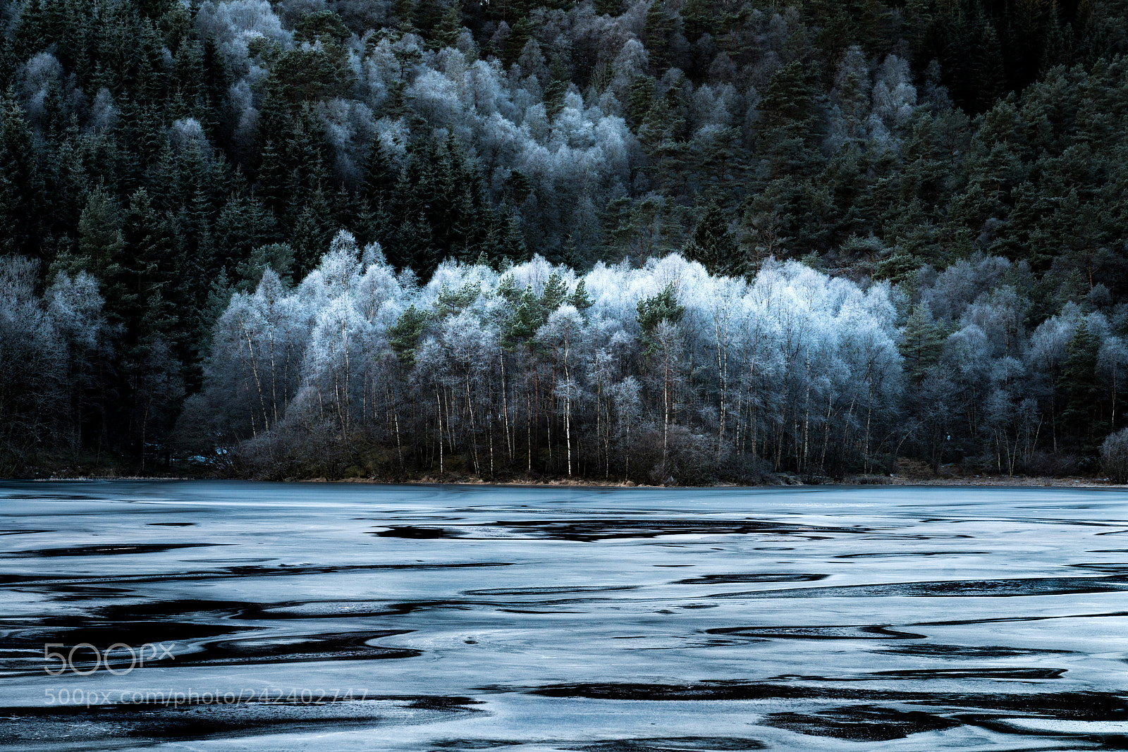 Sony a7R III sample photo. Frozen trees photography
