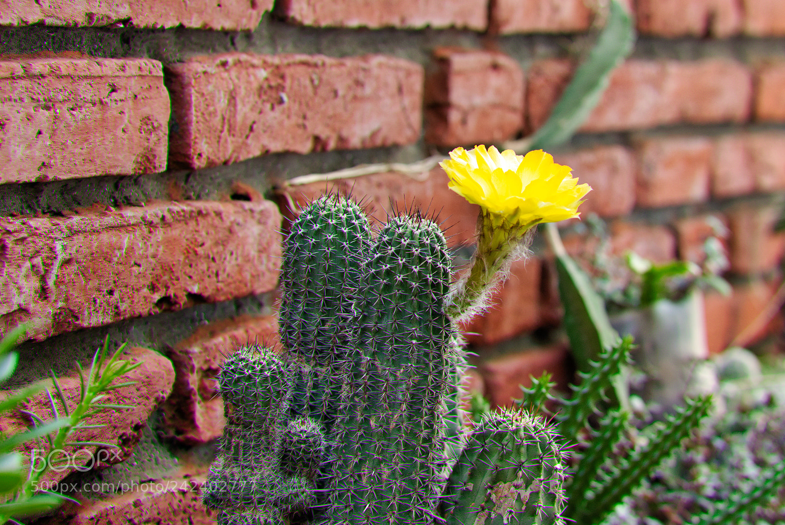 Nikon AF-S Nikkor 50mm F1.8G sample photo. Sunny yellow cactus flower photography