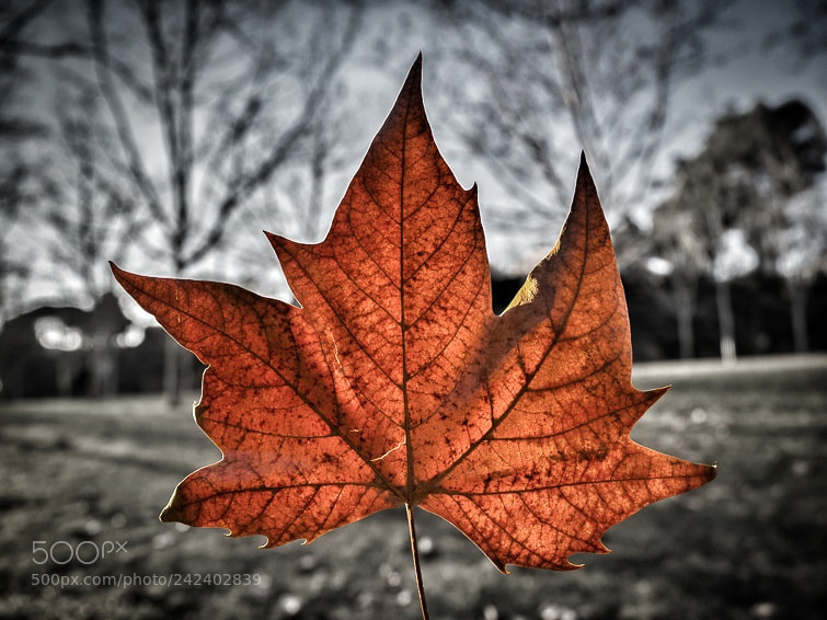 Olympus OM-D E-M1 Mark II sample photo. Autumn was gone and photography