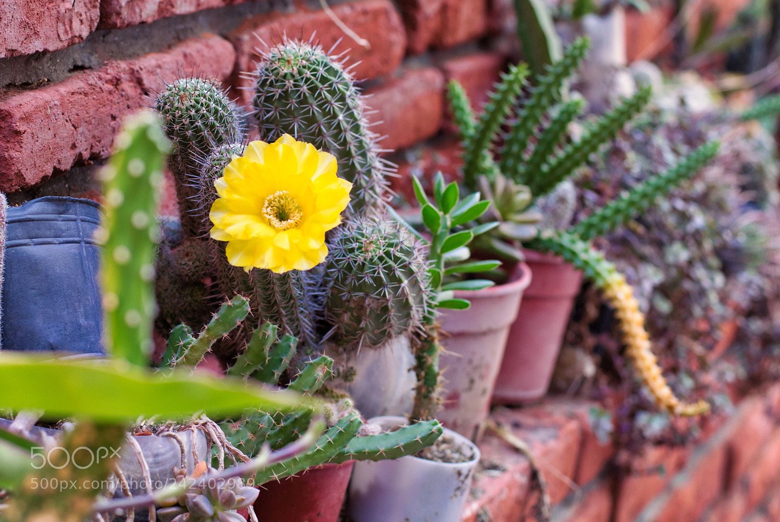 Nikon AF-S Nikkor 50mm F1.8G sample photo. Echinopsis thionantha photography