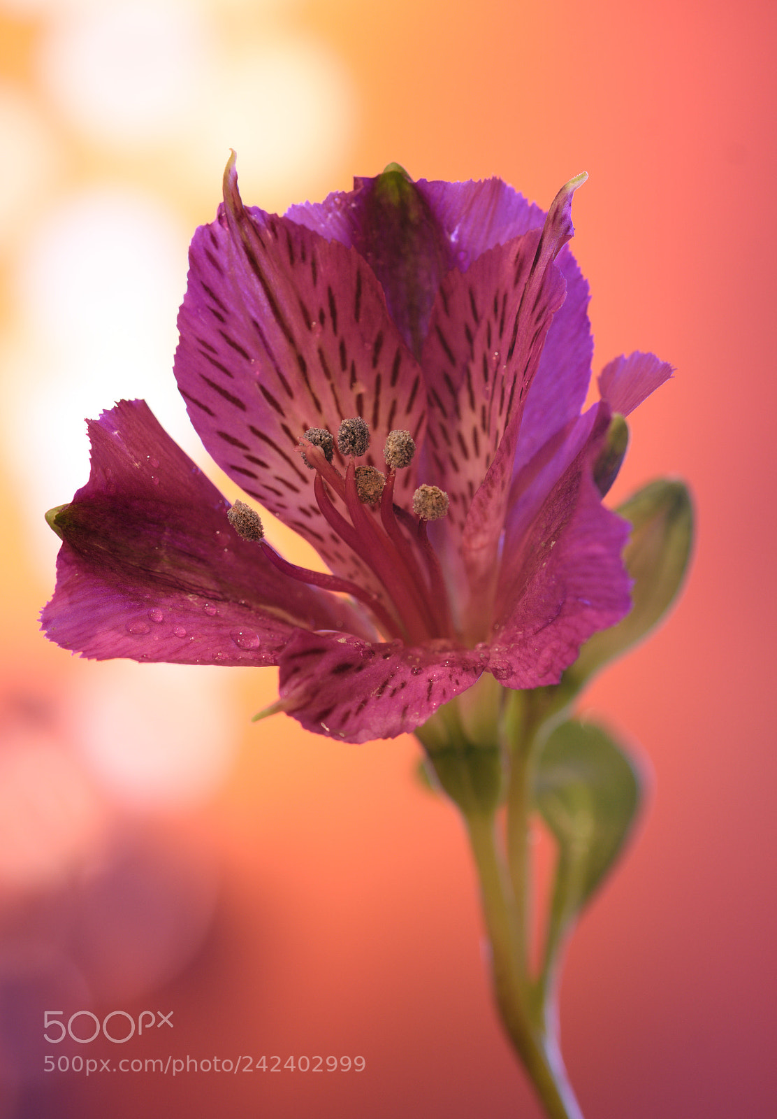 Nikon D7200 sample photo. Untitled photography