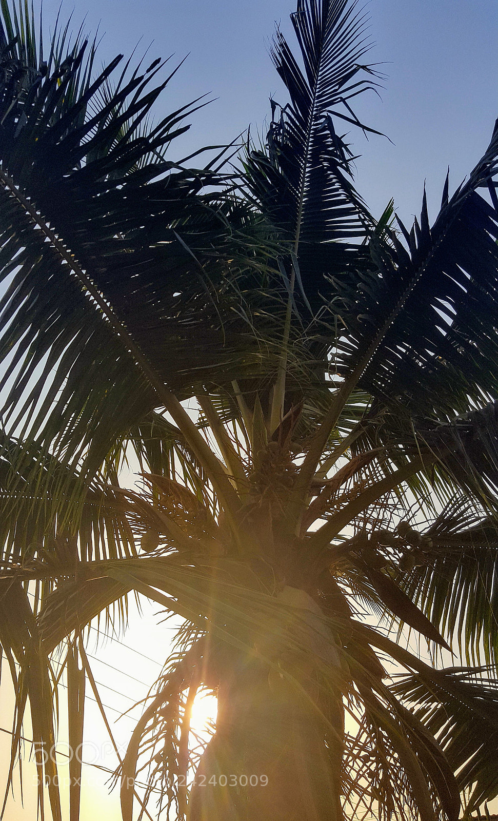 Samsung Galaxy S6 sample photo. Coco photography