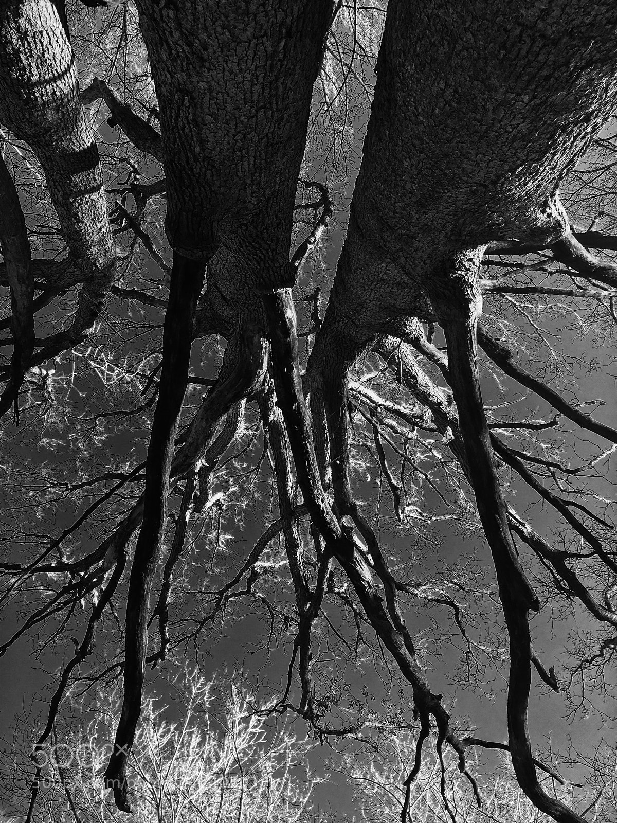 Apple iPhone SE sample photo. Upside down photography