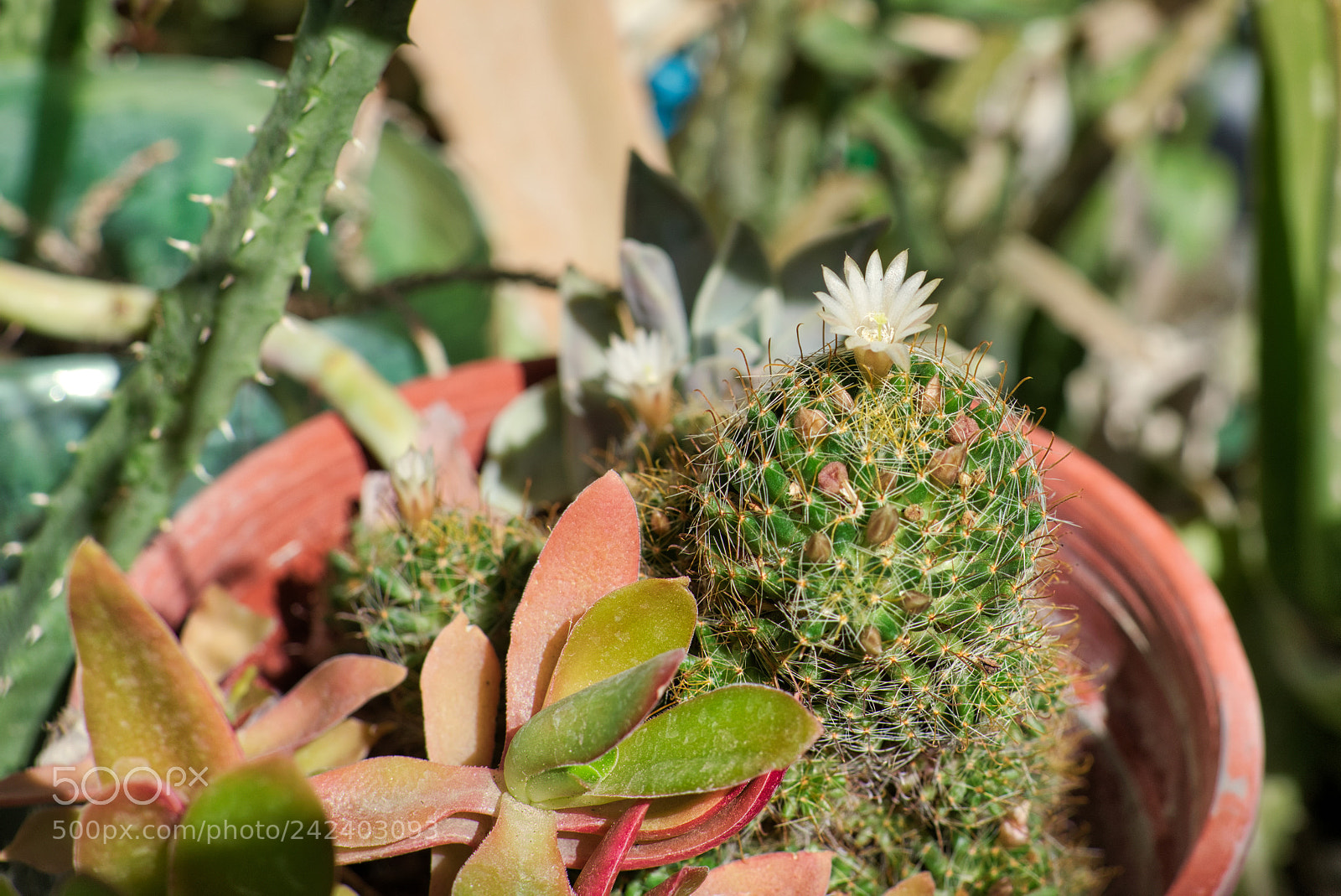 Nikon AF-S Nikkor 50mm F1.8G sample photo. Mammillaria coahuilensis photography