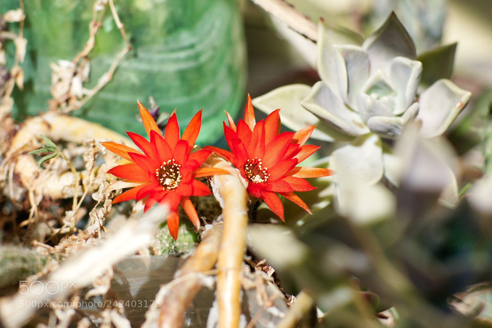 Nikon AF-S Nikkor 50mm F1.8G sample photo. Echinopsis chamaecereus. cereus silvestrii photography