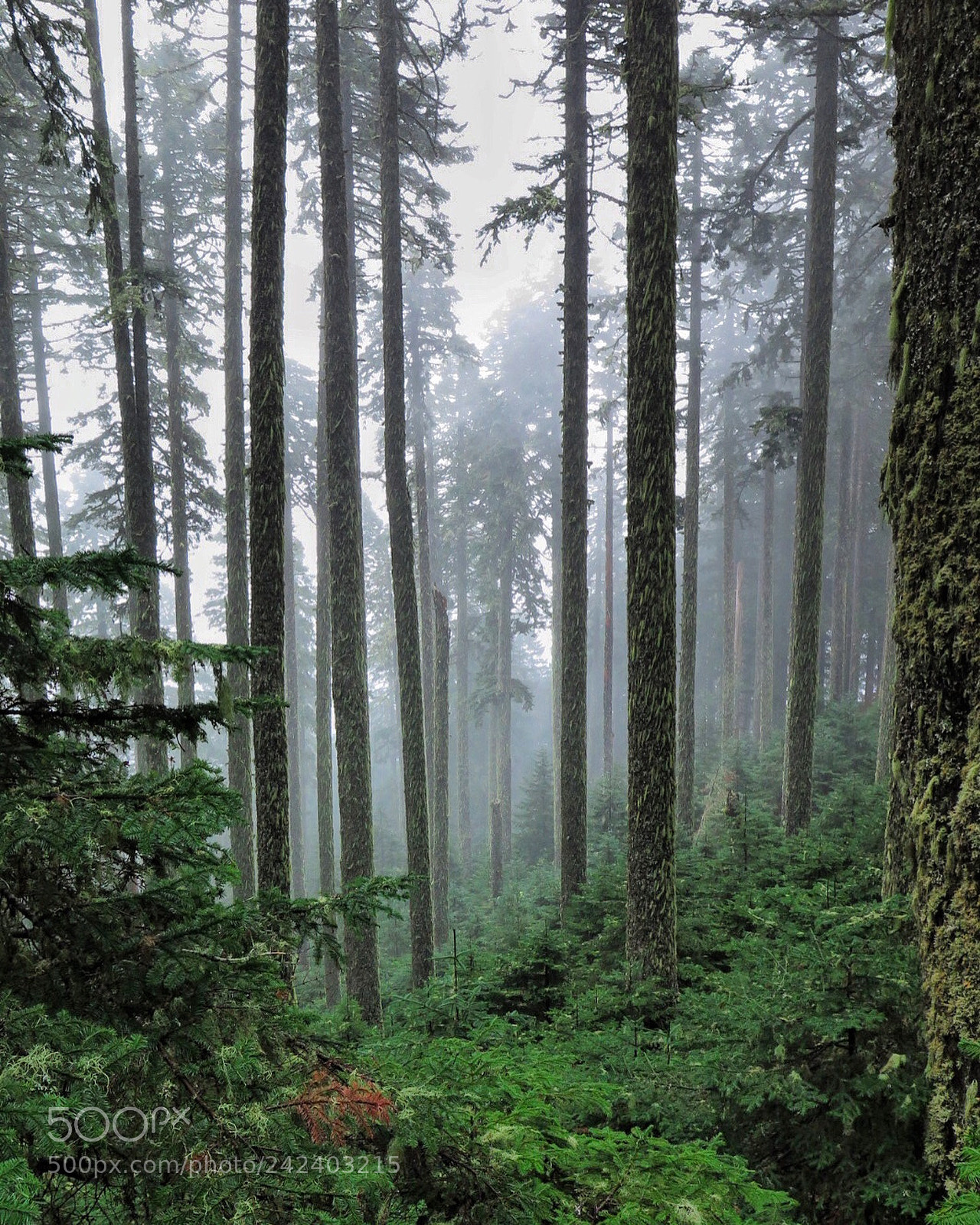 Canon PowerShot G16 sample photo. Foggy forest on mary's photography
