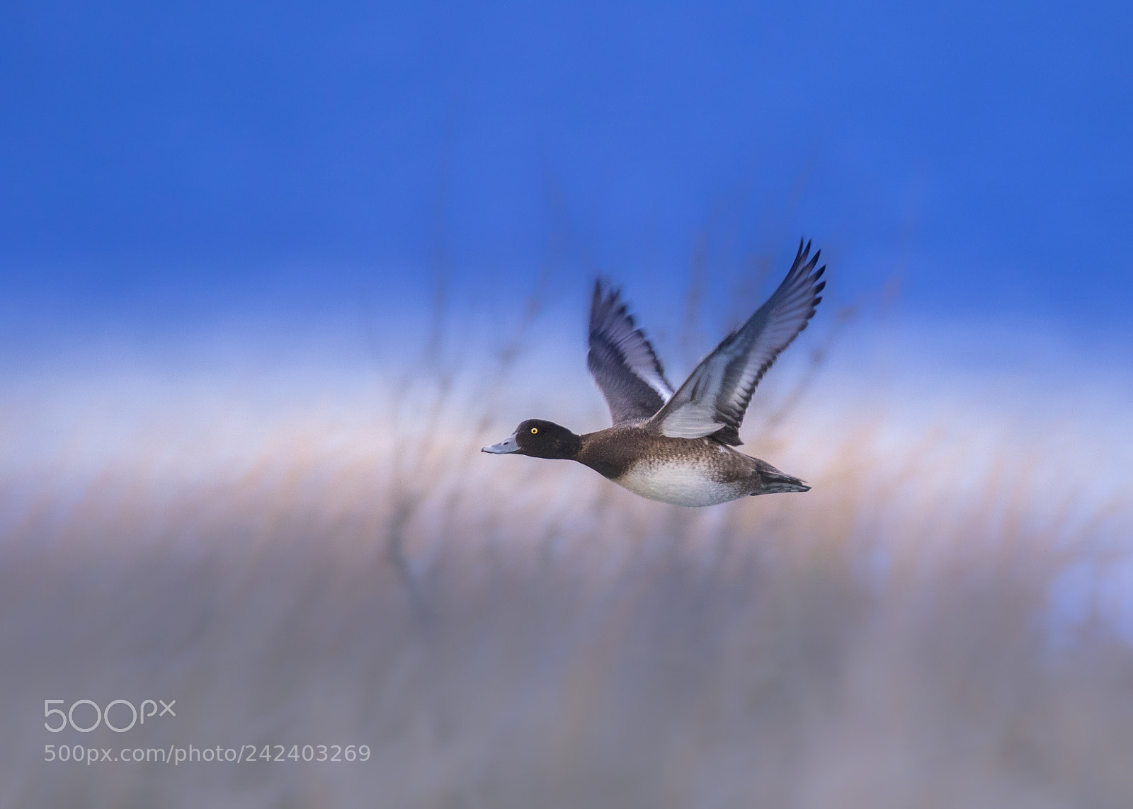 Canon EOS 7D Mark II sample photo. Northern pintail photography