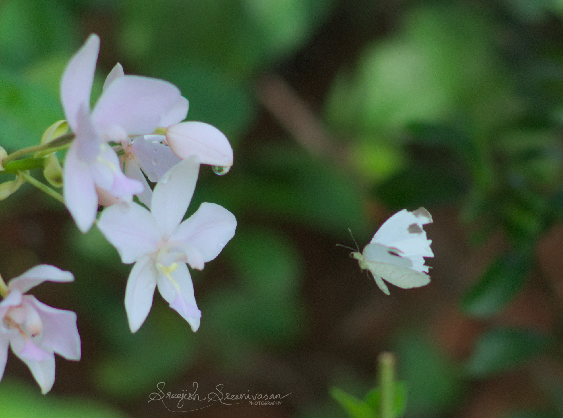 Nikon D3400 + Nikon AF-S Nikkor 50mm F1.8G sample photo. Butterfly photography