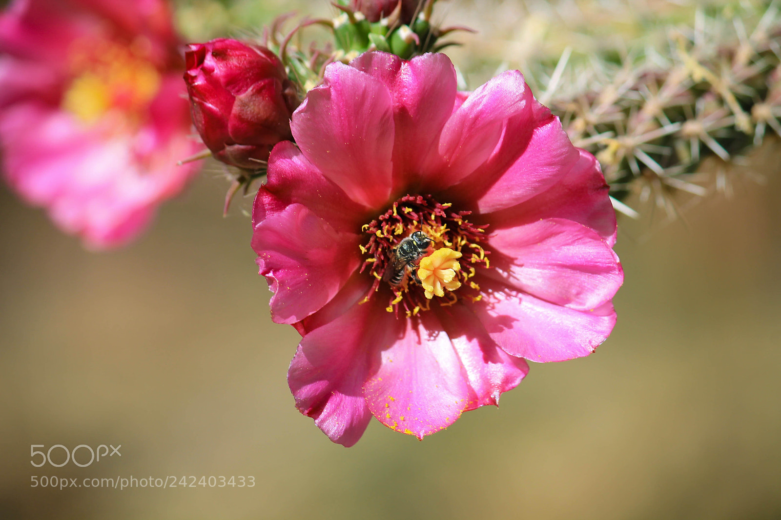 Canon EOS 1100D (EOS Rebel T3 / EOS Kiss X50) sample photo. Pollinating teddy-bear cholla photography