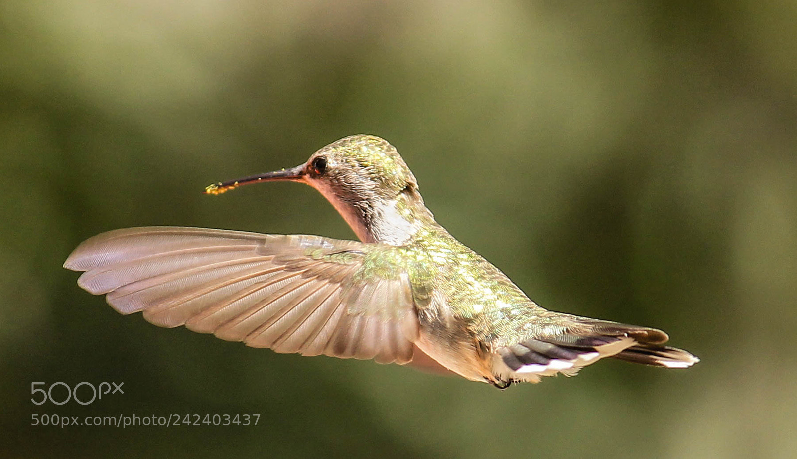 Canon EOS 1100D (EOS Rebel T3 / EOS Kiss X50) sample photo. Broad-tailed hummingbird female photography