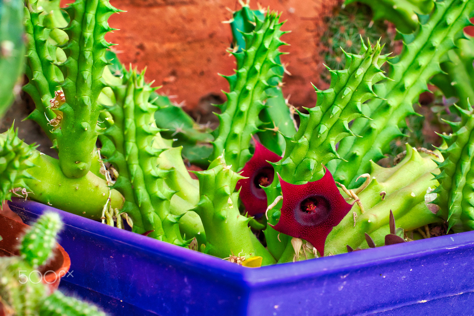 Nikon AF Nikkor 50mm F1.8D sample photo. Huernia schneideriana photography