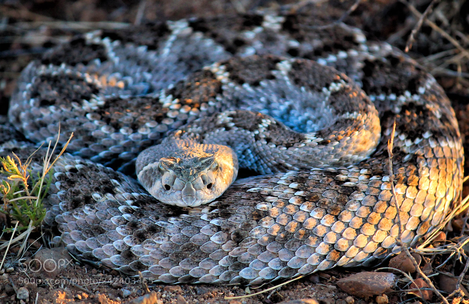 Canon EOS 1100D (EOS Rebel T3 / EOS Kiss X50) sample photo. Western diamondback photography