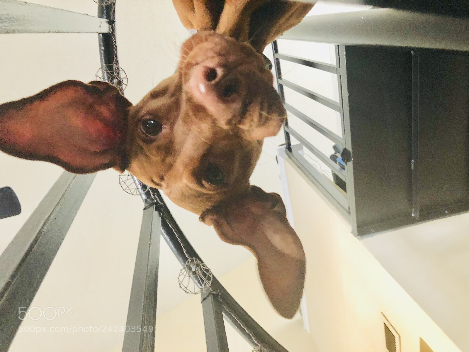 Apple iPhone 8 Plus sample photo. Vizsla spirit photography