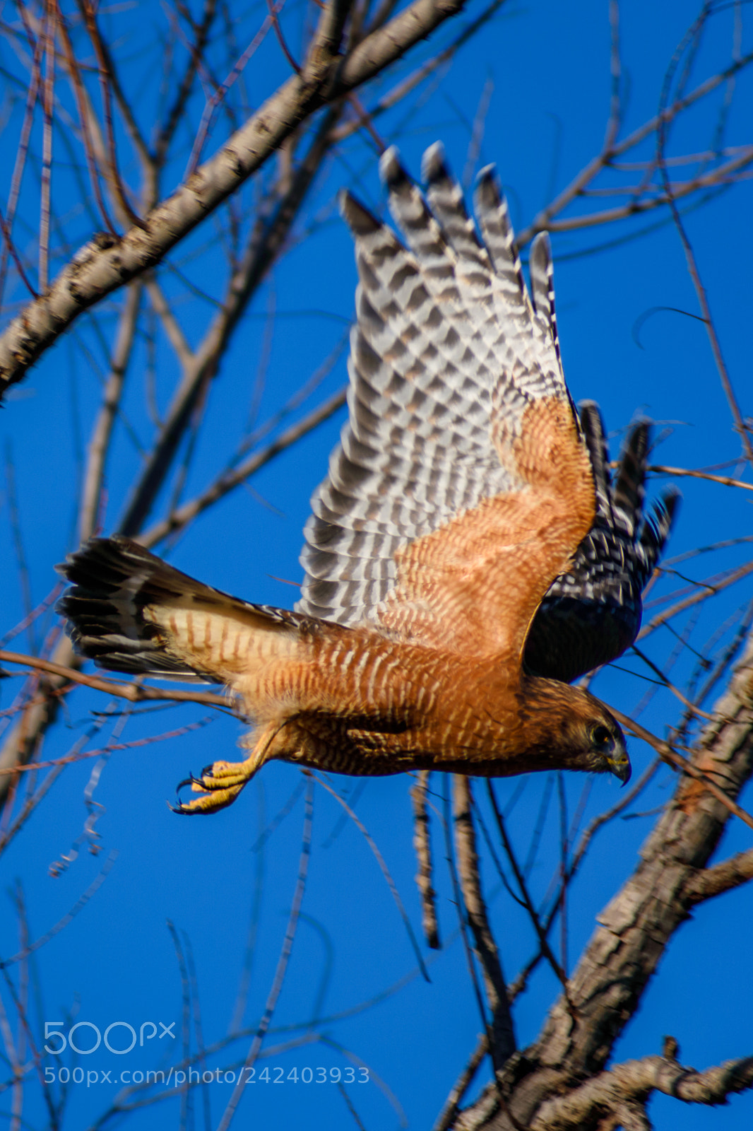 Nikon D3400 sample photo. Red shouldered hawk in photography