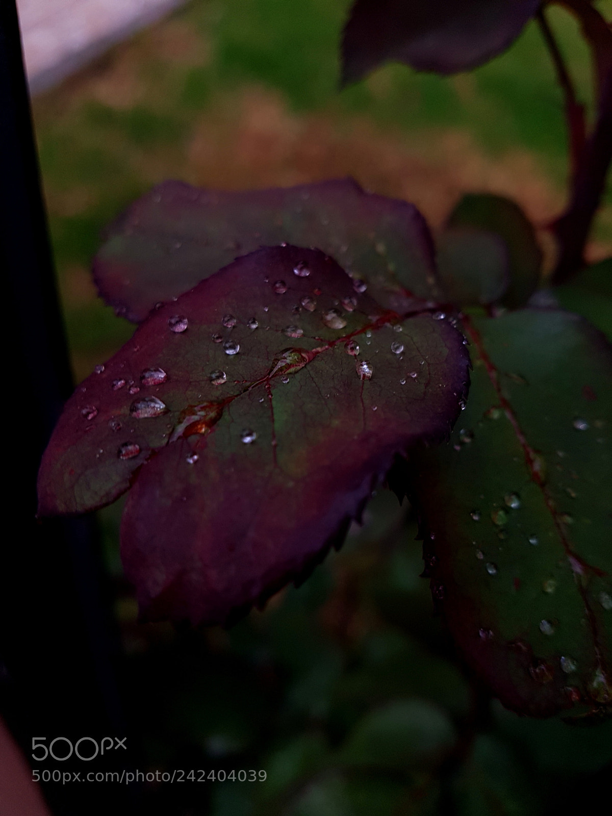 Samsung Galaxy S7 Edge sample photo. Untitled photography