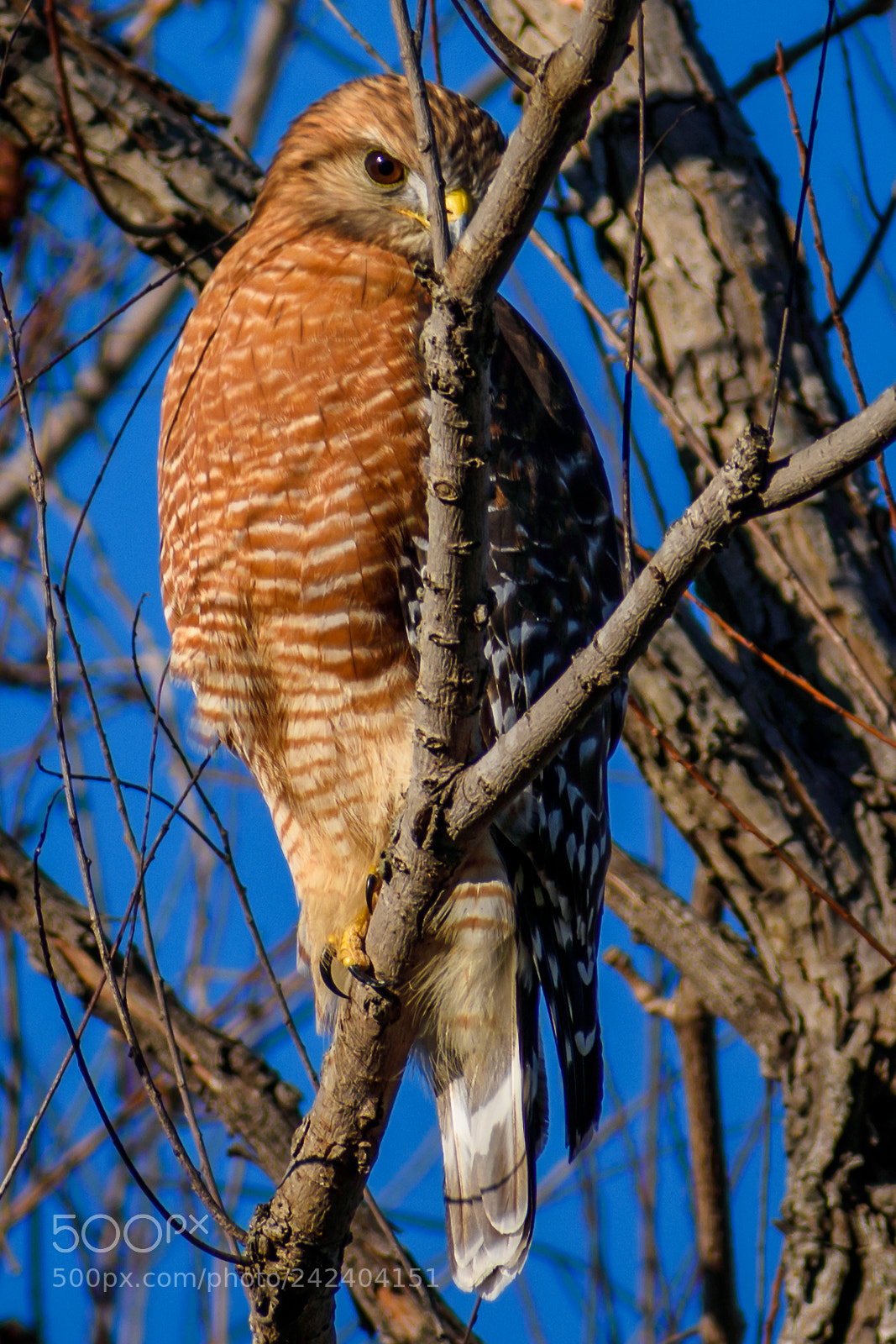 Nikon D3400 sample photo. Red shouldered hawk photography