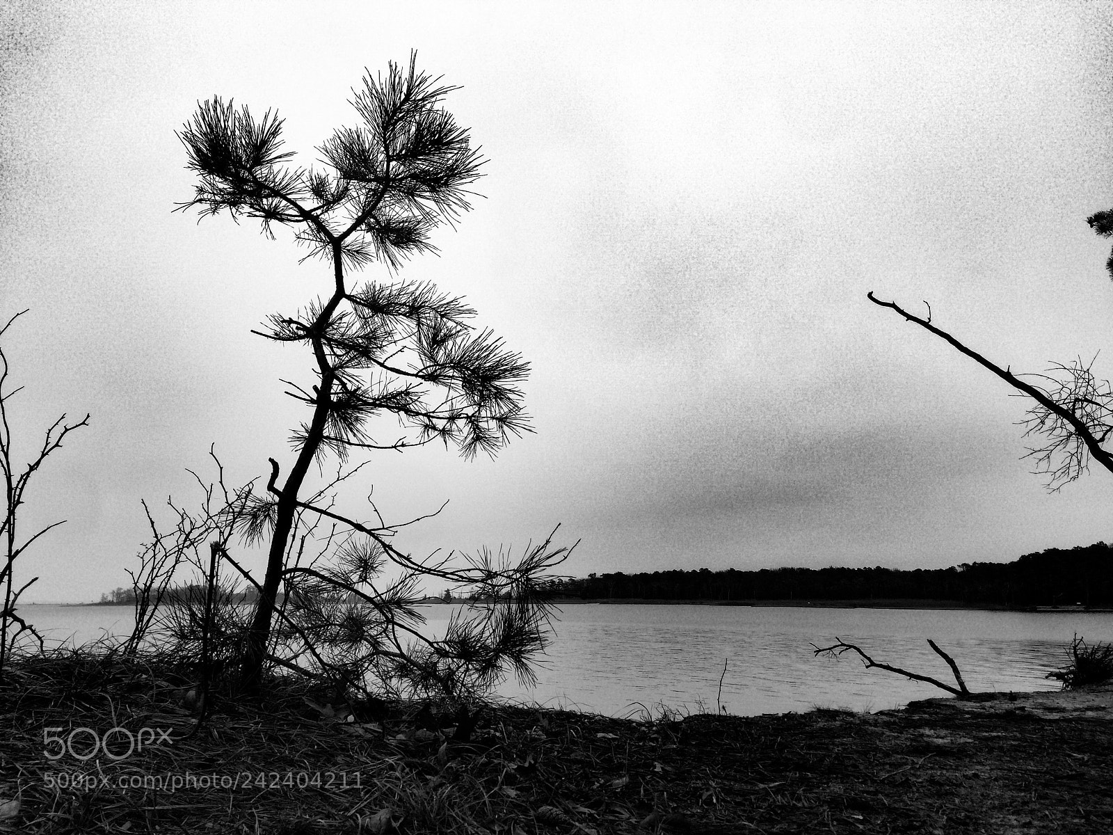 Apple iPhone 5s sample photo. Tree noir photography