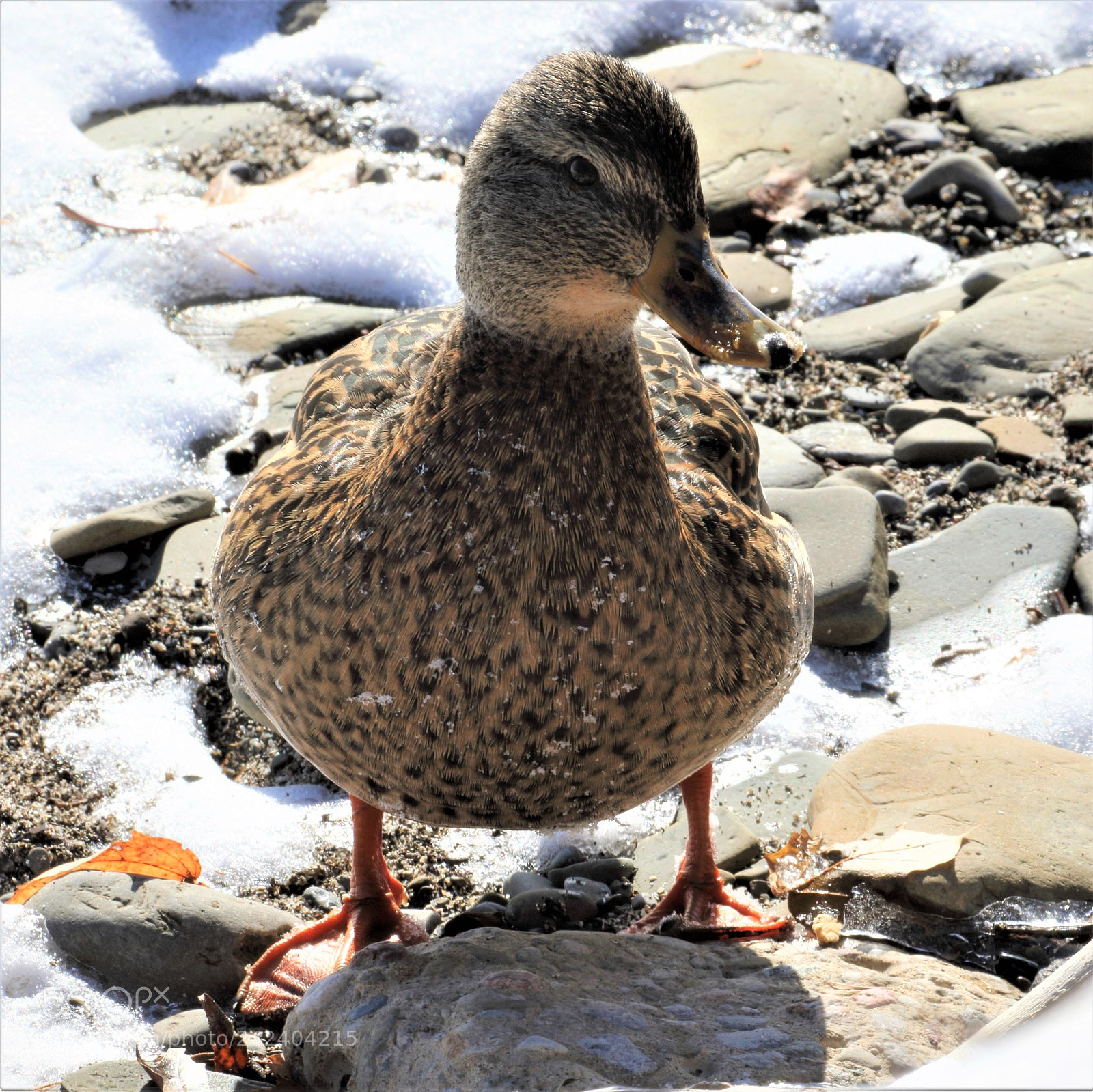 Canon EOS 7D Mark II sample photo. Mallard on the beach photography