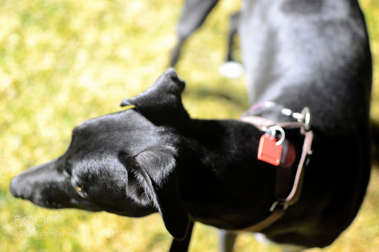Nikon D3100 + Nikon AF-S DX Nikkor 35mm F1.8G sample photo. Jenny greyhound adoption center photography